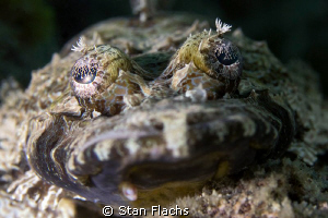Crocodile fish by Stan Flachs 